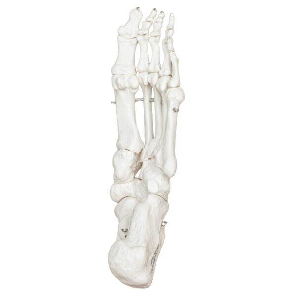 Replica Human Articulated Foot