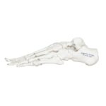 Replica Human Articulated Foot