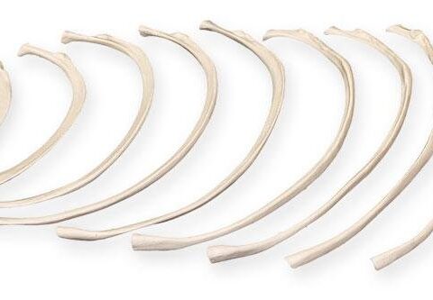 Replica Human Set of 12 Ribs