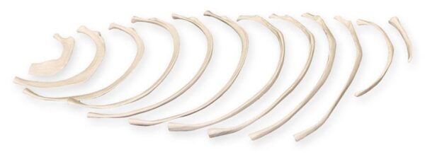 Replica Human Set of 12 Ribs