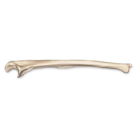 Replica Human Ulna