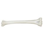 Replica Human Tibia