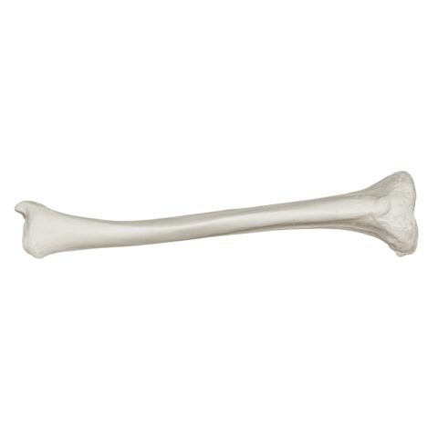 Replica Human Tibia