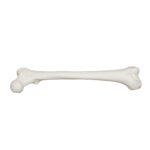 Replica Human Femur