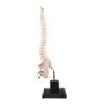 Real Human Spine, Sacrum, and Pelvis on Stand