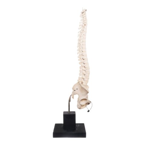 Real Human Spine, Sacrum, and Pelvis on Stand