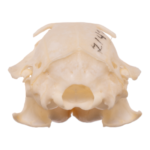 Real Uinta Ground Squirrel Skull