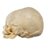 Real Human Fetal Skull