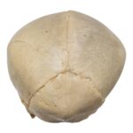 Real Human Fetal Skull