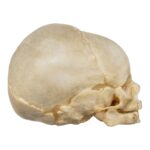 Real Human Fetal Skull