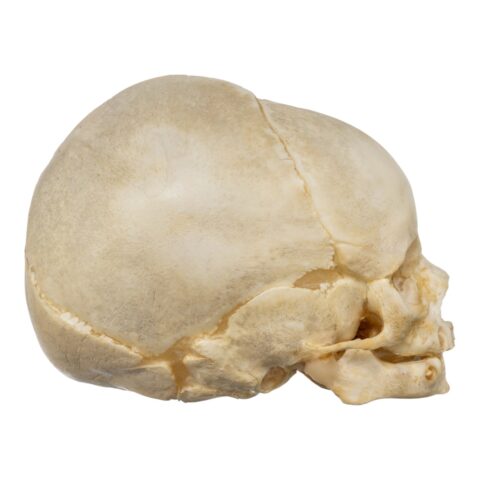 Real Human Fetal Skull