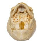 Real Human Fetal Skull