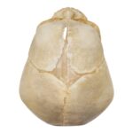 Real Human Fetal Skull