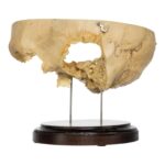 Real Human Partial Skull on Stand – 264 g