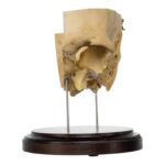 Real Human Partial Skull on Stand – 264 g