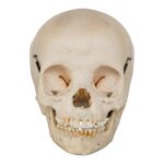 Real Human Child Skull – 284 g