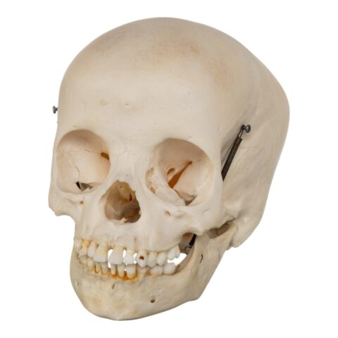 Real Human Child Skull - 284 g