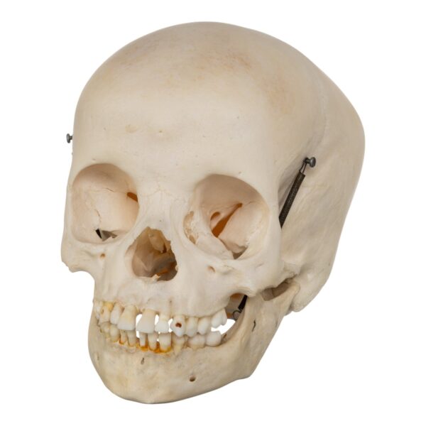 Real Human Child Skull – 284 g