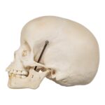 Real Human Child Skull – 284 g
