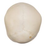 Real Human Child Skull – 284 g