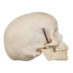 Real Human Child Skull – 284 g
