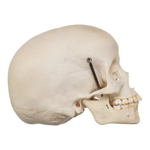 Real Human Child Skull - 284 g