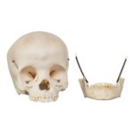 Real Human Child Skull – 284 g