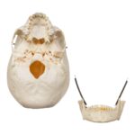 Real Human Child Skull – 284 g