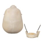 Real Human Child Skull – 284 g