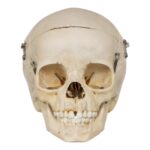 Real Human Child Skull – 254 g