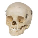 Real Human Child Skull – 254 g