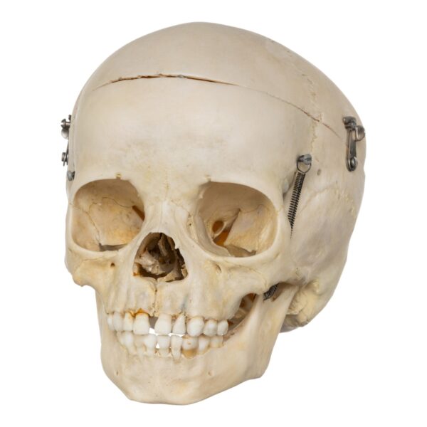 Real Human Child Skull – 254 g