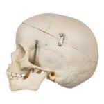 Real Human Child Skull – 254 g