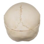 Real Human Child Skull – 254 g