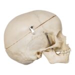 Real Human Child Skull – 254 g