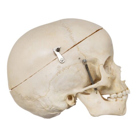 Real Human Child Skull - 254 g
