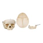 Real Human Child Skull – 254 g