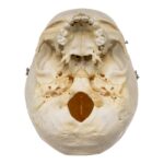 Real Human Child Skull – 254 g