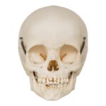 Real Human Child Skull – 192 g