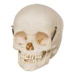 Real Human Child Skull – 192 g