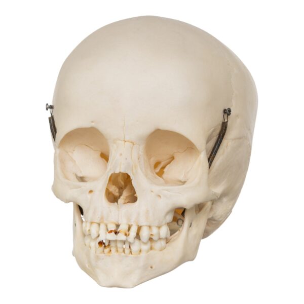 Real Human Child Skull – 192 g