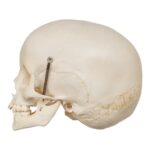 Real Human Child Skull – 192 g