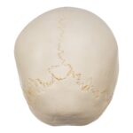 Real Human Child Skull – 192 g