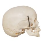 Real Human Child Skull – 192 g