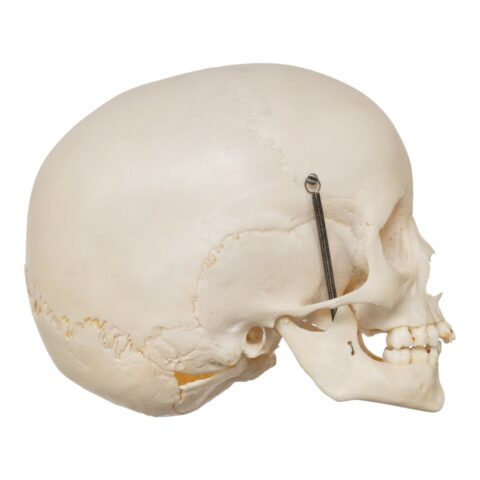Real Human Child Skull - 192 g