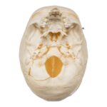 Real Human Child Skull – 192 g