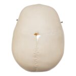 Real Human Child Skull – 192 g