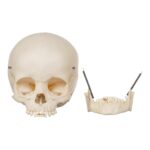 Real Human Child Skull – 192 g