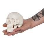 Replica Human 3-Part Miniature Skull – Economy
