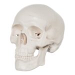 Replica Human 3-Part Miniature Skull – Economy